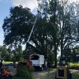 Hub City Tree & Preservation