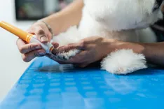 Minimorelife Mobile Grooming & Boarding