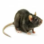 Rats Pest Control Perth
