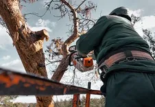 Monterey Park Tree Service