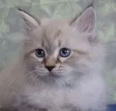 Blue Gem Siberian Cats