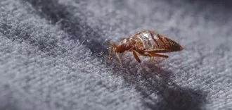 Quality pest control gta Thornhill