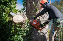 Warren Tree Service Co.