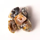 Tree of Life Gems