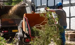 Bellevue Tree Service Company