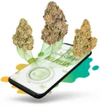 Leafly SD