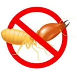 Adelaide Termites