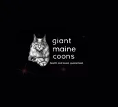 Giant Maine coons