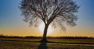 Kennesaw Tree Service