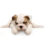Pet Supplies Plus - Somersworth