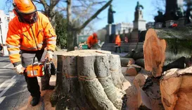 Oslo Trefelling