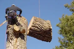 Livonia Tree Removal