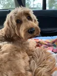 Scawoo Australian Cobberdogs
