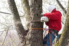 Amazing Tree Services