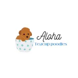 Aloha teacup poodles