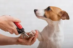 Orlando Mobile Vet