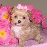 Judy's Pups