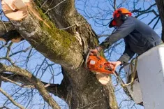 Morales Tree Services LLC