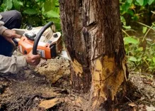 Tapia's Tree Experts and Landscaping LLC - Chapin