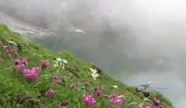 Valley of Flowers