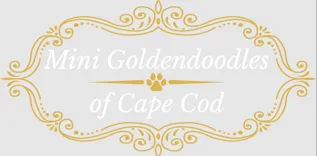 Mini Goldendoodles of Cape Cod LLC