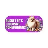 Burnette’s Exclusive Pomeranians