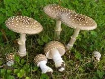 Mushrooms Quebec