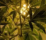 Cannabis kaufen