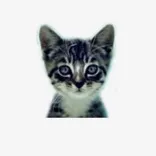 We Love Cats and Kittens