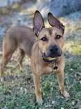K9 Clubhouse Dog Training and Boarding