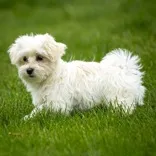 Pine Acres Puppies