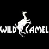 Wild Camel