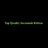 Amore Cattery