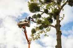 Robles tree service LLC
