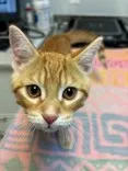 Chippawa Animal Hospital