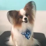 Bark avenue grooming
