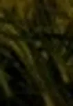 wgfwg