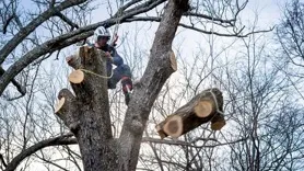 Carlson Tree Care, LLC