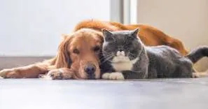 Pet Care Service