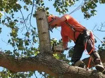 Albany Tree Service