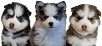 Platinum Pomskies