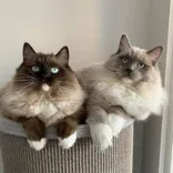 Cinnamon Dolls