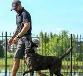Precision K9 Shaping