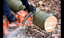 NYC Discount Tree Trimming Service