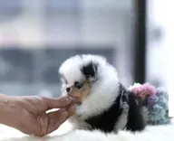 mixesteacuppuppies70