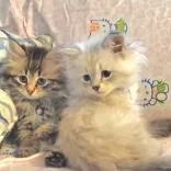 Siberian Legacy cats