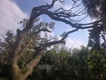 Treasure Coast Tree & Land Services