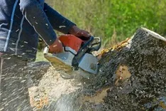 Madera Tree Service