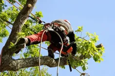 Burbank Tree Service