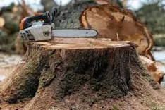 Discount Tree Cutting and Removal
